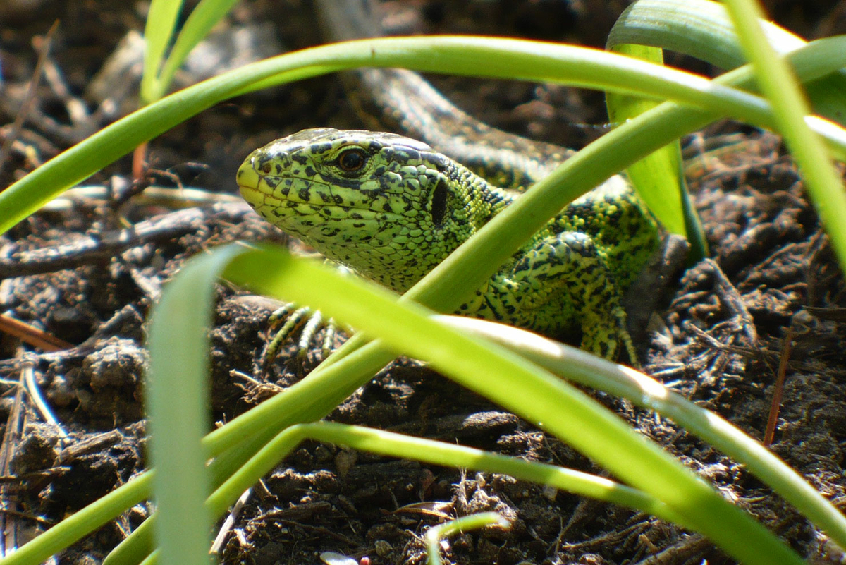 Eidechse versteckt im Gras symbolisierend für den Naturschutz